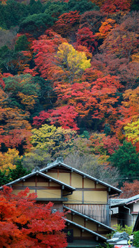 Where are the most beautiful maple leaves in Tokyo