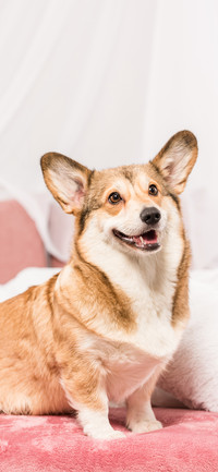 柯基犬-拍信图库