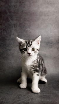 Pet cats, kittens