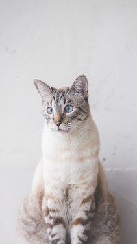 The exclusive id card for cats with nasal tattoos