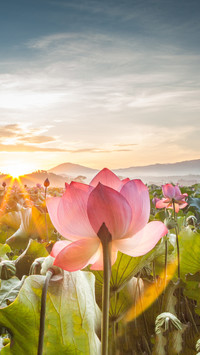 Why do lotus flowers come out of mud without staining