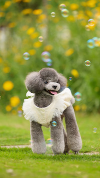 The behavior of dogs provoking each other when