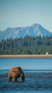 Coastal Brown Bears