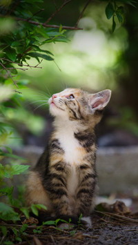 猫咪踩奶行为