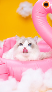 A fairy cat suitable for domestic use