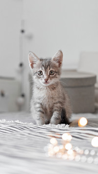 猫咪叠叠乐-拍信图库