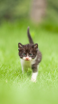 What to do if a cat vomits for two months