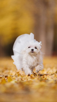 怎么挑选伴侣犬