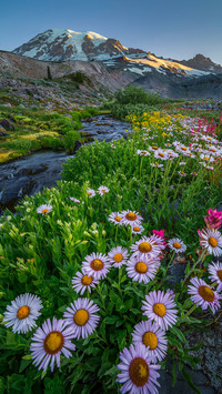 瑞尼尔山国家公园