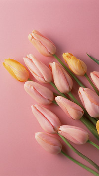 Tulips are 5 tender