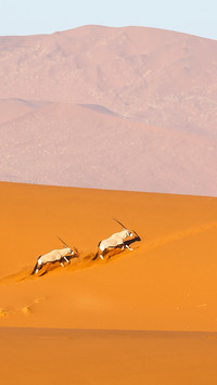 Oryx family running on the top of Deadvlei sand dunes