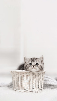 猫咪养成指南