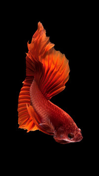 Development history of fish culture in China 2