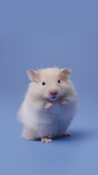 How to choose a hamster cage