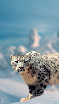 Snow leopards night attack on sheep pen