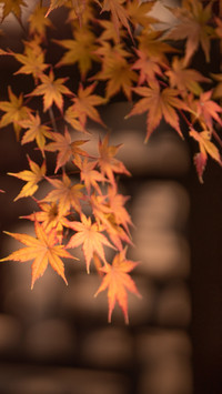Why are maple leaves so red