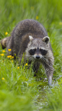 Why Raccoons Are Not Suitable as Pets 15