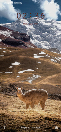 Mountain Goat_3MDS