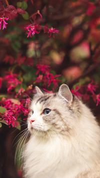 Cat cold knowledge 8