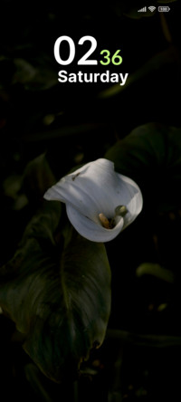 Midnight Bloom