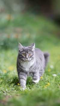 A Cat on the Move in the Back Yard Looking at Camera