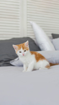 Cute kitten in cozy home interior