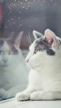 窗台上的猫咪