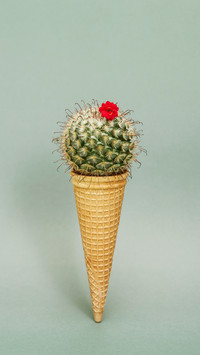 Flowers suitable for lazy people 7