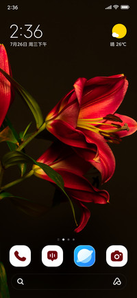 Scarlet Lily