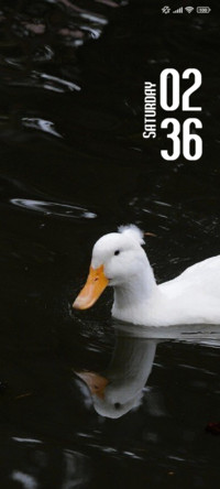 Duck