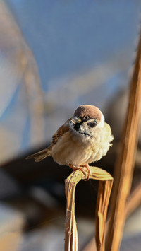 Why do birds keep thriving