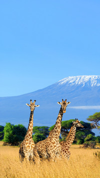 Three giraffe on Kilimanjaro mount in National park