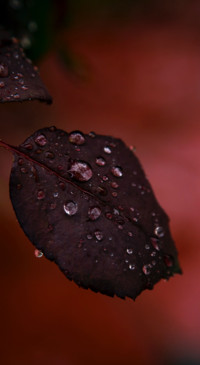 Droplets (28)