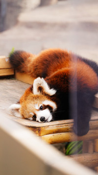 The red pandas in the zoo