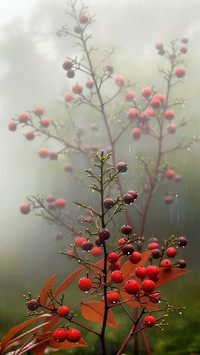 Red fruit