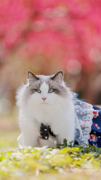 Taboos for keeping puppet cats