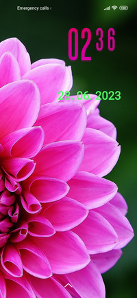 flower dahlia