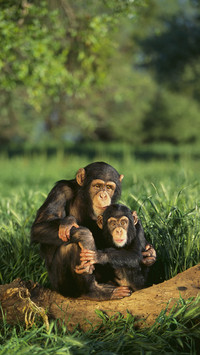 Why do people always smear evolution theory 1