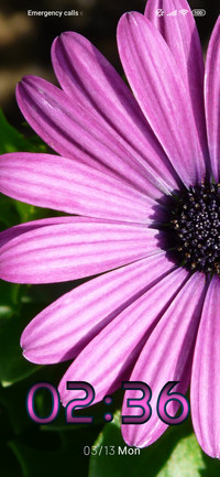 daisy purple