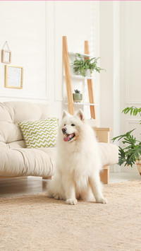 Adorable Samoyed Dog in Modern Living Room