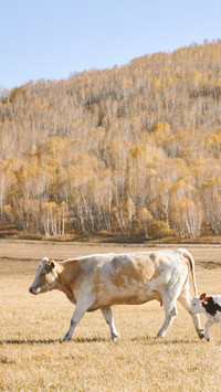 The cattle on the grassland in autumn