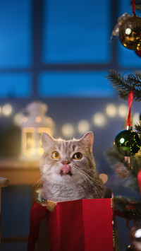 Cute pet-14