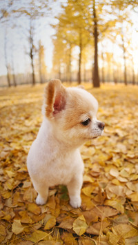 The identity of the owner in the eyes of dogs 93