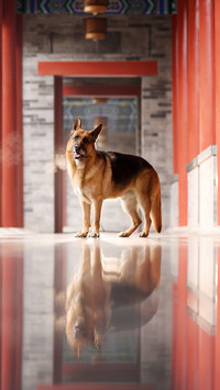 Citizens donate domestic dogs as police dogs 79