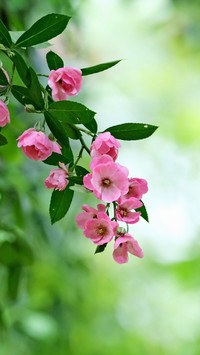 The spring citys roses are blooming in full bloom
