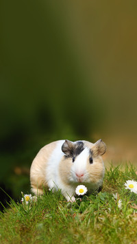 Guinea Pig with Daisy