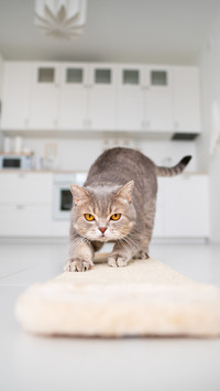 A Scottish Cat Using Scratching Post