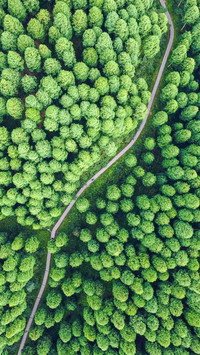 A hidden gem in the forest of longchi chengdu