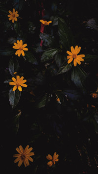 Deepesh B (7)