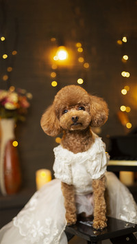 Dog8